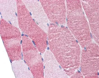 Anti-DAP5 antibody used in IHC (Paraffin sections) (IHC-P). GTX101710