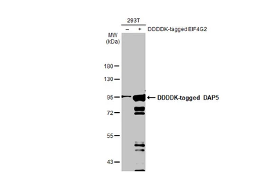 Anti-DAP5 antibody used in Western Blot (WB). GTX101710