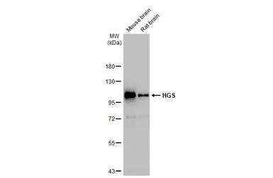 Anti-HGS antibody [C2C3], C-term used in Western Blot (WB). GTX101718