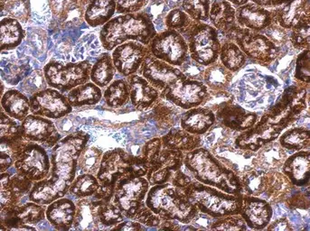 Anti-GDI1 antibody used in IHC (Paraffin sections) (IHC-P). GTX101731