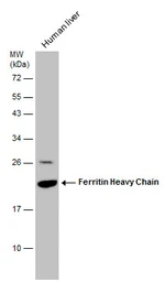 Anti-Ferritin Heavy Chain antibody [N1C3] used in Western Blot (WB). GTX101733