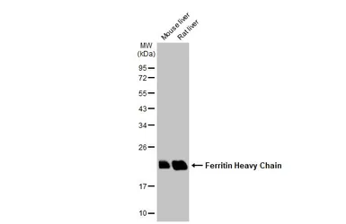 Anti-Ferritin Heavy Chain antibody [N1C3] used in Western Blot (WB). GTX101733