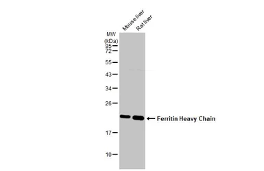 Anti-Ferritin Heavy Chain antibody [N1C3] used in Western Blot (WB). GTX101733