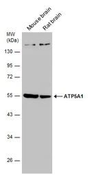 Anti-ATP5A1 antibody [C2C3], C-term used in Western Blot (WB). GTX101741