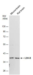 Anti-LDH-B antibody used in Western Blot (WB). GTX101747
