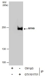 Anti-MYH9 antibody [N1], N-term used in Immunoprecipitation (IP). GTX101751