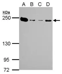 Anti-MYH9 antibody [N1], N-term used in Western Blot (WB). GTX101751