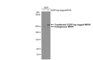 Anti-MYH9 antibody [N1], N-term used in Western Blot (WB). GTX101751