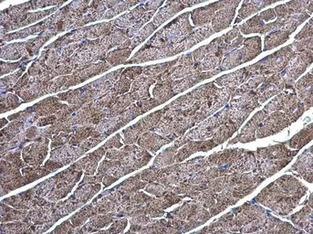 Anti-Creatine kinase (brain) antibody [N3C3] used in IHC (Paraffin sections) (IHC-P). GTX101760