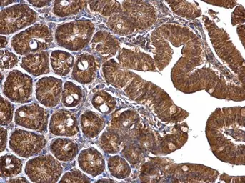 Anti-TUFM antibody used in IHC (Paraffin sections) (IHC-P). GTX101763