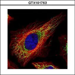 Anti-TUFM antibody used in Immunocytochemistry/ Immunofluorescence (ICC/IF). GTX101763