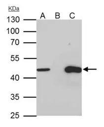 Anti-TUFM antibody used in Immunoprecipitation (IP). GTX101763