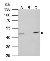 Anti-TUFM antibody [N3C3] used in Immunoprecipitation (IP). GTX101764