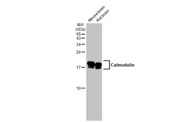 Anti-Calmodulin antibody used in Western Blot (WB). GTX101767