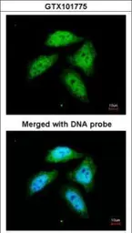 Anti-CtBP1 antibody [N3C3] used in Immunocytochemistry/ Immunofluorescence (ICC/IF). GTX101775