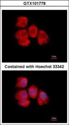 Anti-IMPDH2 antibody used in Immunocytochemistry/ Immunofluorescence (ICC/IF). GTX101778