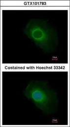 Anti-SERP1/2 antibody used in Immunocytochemistry/ Immunofluorescence (ICC/IF). GTX101783
