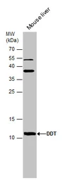Anti-DDT antibody [N1C3] used in Western Blot (WB). GTX101791