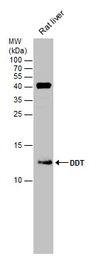 Anti-DDT antibody [N1C3] used in Western Blot (WB). GTX101791