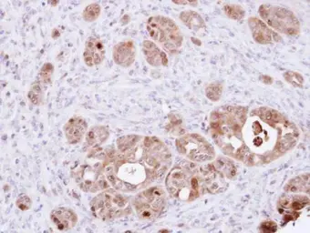 Anti-DDT antibody [N1C3] used in IHC (Paraffin sections) (IHC-P). GTX101791