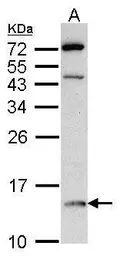 Anti-DDT antibody [N1C3] used in Western Blot (WB). GTX101791