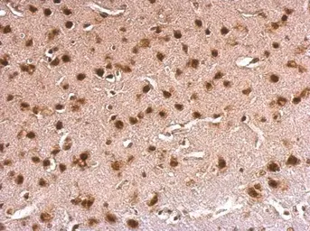 Anti-ERH antibody used in IHC (Paraffin sections) (IHC-P). GTX101806