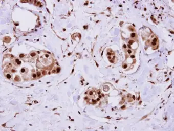 Anti-ERH antibody used in IHC (Paraffin sections) (IHC-P). GTX101806