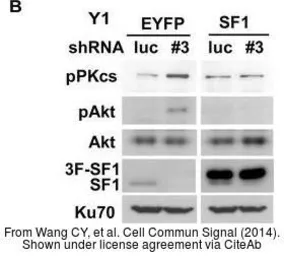Anti-Ku70 antibody used in Western Blot (WB). GTX101820