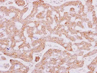 Anti-RPL15 antibody used in IHC (Paraffin sections) (IHC-P). GTX101830