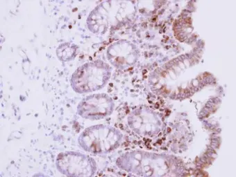 Anti-RPL15 antibody used in IHC (Paraffin sections) (IHC-P). GTX101830