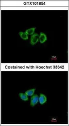 Anti-RPL3 antibody [N1N3] used in Immunocytochemistry/ Immunofluorescence (ICC/IF). GTX101854