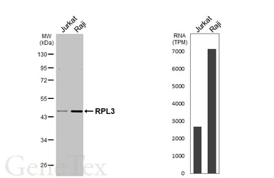 Anti-RPL3 antibody [N1N3] used in Western Blot (WB). GTX101854