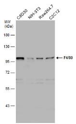 Anti-F4/80 antibody [C2C3], C-term used in Western Blot (WB). GTX101895
