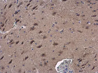 Anti-GOT2 antibody used in IHC (Paraffin sections) (IHC-P). GTX101929
