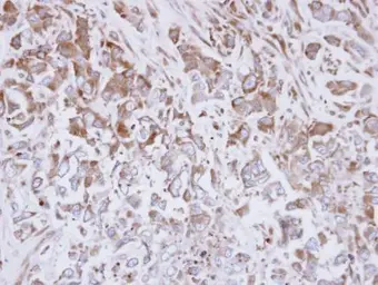 Anti-EXTL3 antibody [N2C2], Internal used in IHC (Paraffin sections) (IHC-P). GTX101931