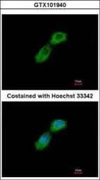 Anti-CKAP1 antibody [N1C3] used in Immunocytochemistry/ Immunofluorescence (ICC/IF). GTX101940