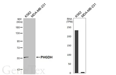 Anti-PHGDH antibody [N1N2], N-term used in Western Blot (WB). GTX101948