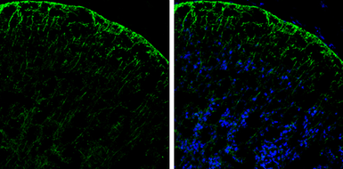 Anti-PHGDH antibody [N3C2], Internal used in IHC (Frozen sections) (IHC-Fr). GTX101949