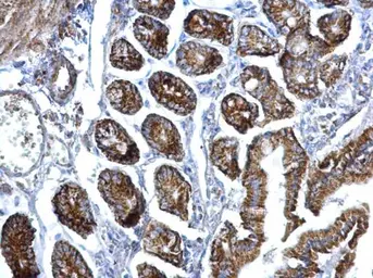 Anti-EIF3F antibody [N1C3] used in IHC (Paraffin sections) (IHC-P). GTX101967