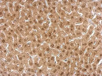 Anti-APLP2 antibody [N1N2], N-term used in IHC (Paraffin sections) (IHC-P). GTX101970