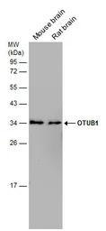Anti-OTUB1 antibody [N1C1] used in Western Blot (WB). GTX101973