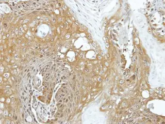 Anti-EIF3K antibody used in IHC (Paraffin sections) (IHC-P). GTX101995