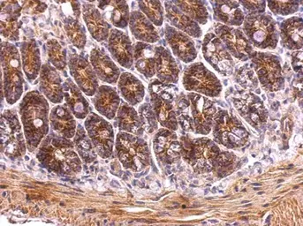 Anti-TRAP1 antibody used in IHC (Paraffin sections) (IHC-P). GTX102017