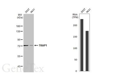 Anti-TRAP1 antibody used in Western Blot (WB). GTX102017