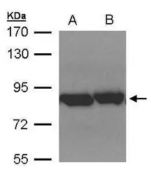 Anti-TRAP1 antibody used in Western Blot (WB). GTX102017