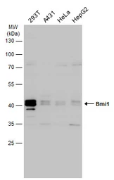 Anti-Bmi1 antibody used in Western Blot (WB). GTX102020