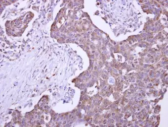 Anti-Malectin antibody used in IHC (Paraffin sections) (IHC-P). GTX102021