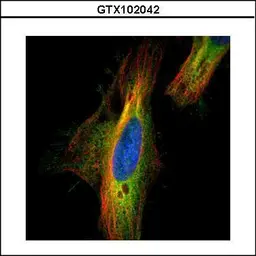 Anti-DIAPH1 antibody [N1N2], N-term used in Immunocytochemistry/ Immunofluorescence (ICC/IF). GTX102042