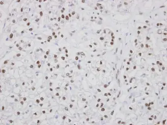 Anti-PUF60 antibody used in IHC (Paraffin sections) (IHC-P). GTX102052