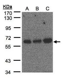 Anti-PUF60 antibody used in Western Blot (WB). GTX102052